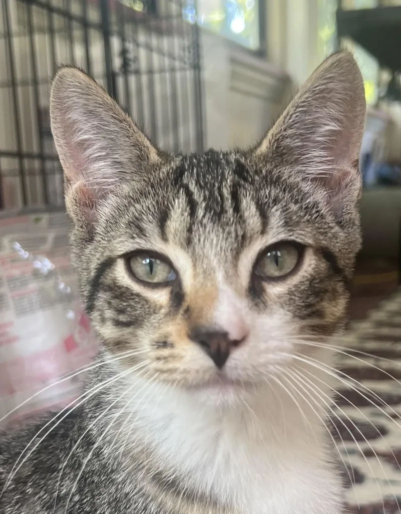 Fonzi  bonded with thumbnail 2