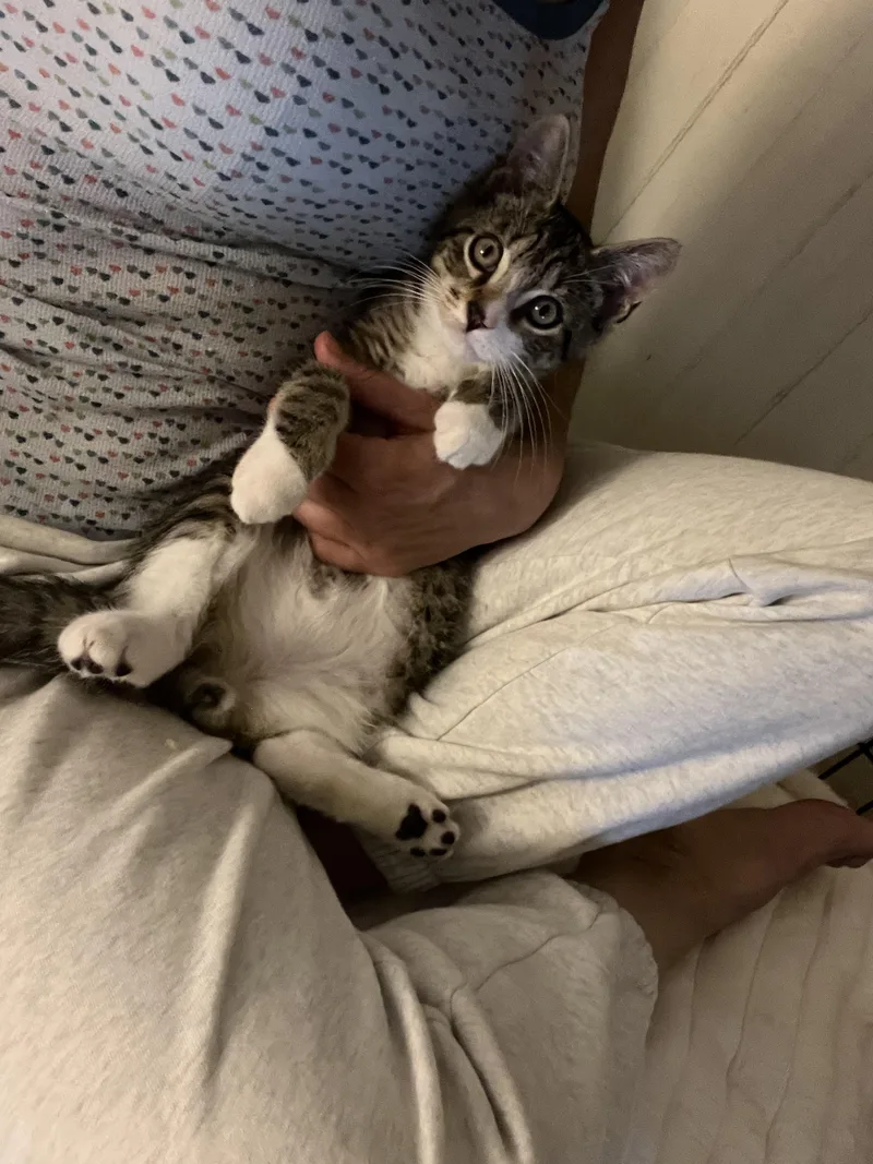 Fonzi  bonded with thumbnail 3