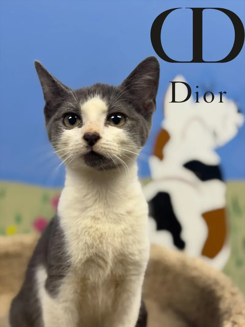 A baby medium-sized male Gray & White Domestic Short Hair cat named Dior for adoption in Spring Lake, NJ
