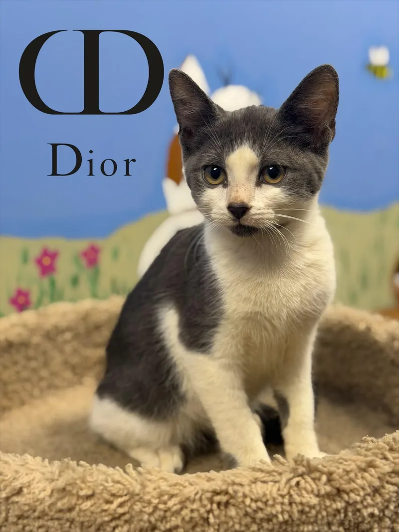 Dior thumbnail 2