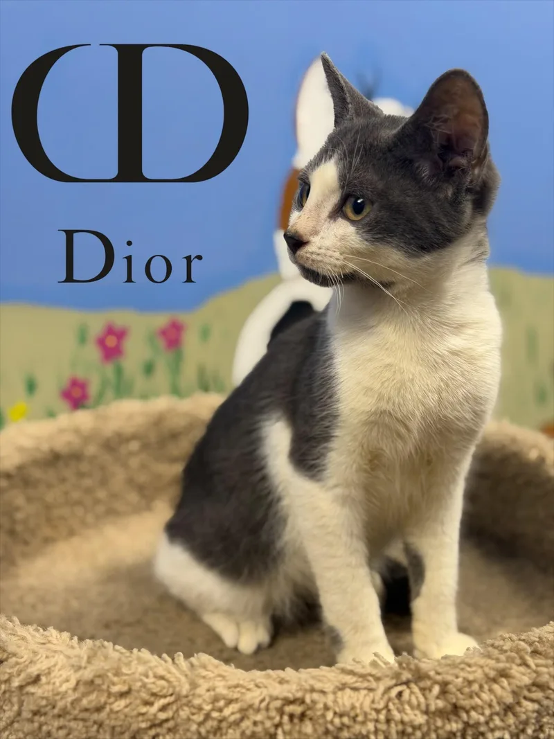 Dior thumbnail 3