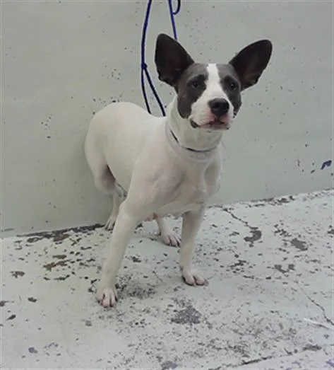 An adult medium-sized female Staffordshire Bull Terrier dog named A for adoption in Houston, TX