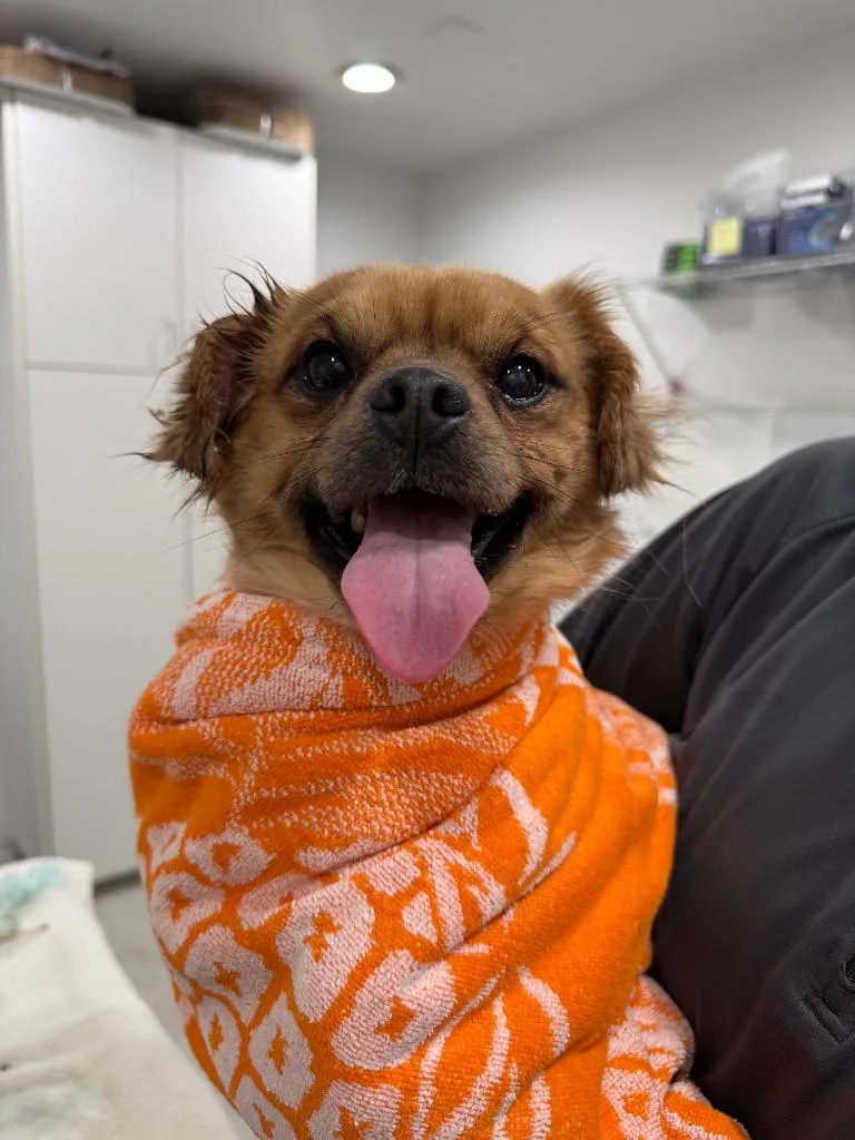 A young small-sized male Terrier dog named Chewy for adoption in Brookings, OR