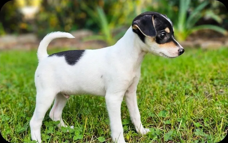 A baby small-sized male Black Chihuahua dog named Marcus for adoption in Humble, TX