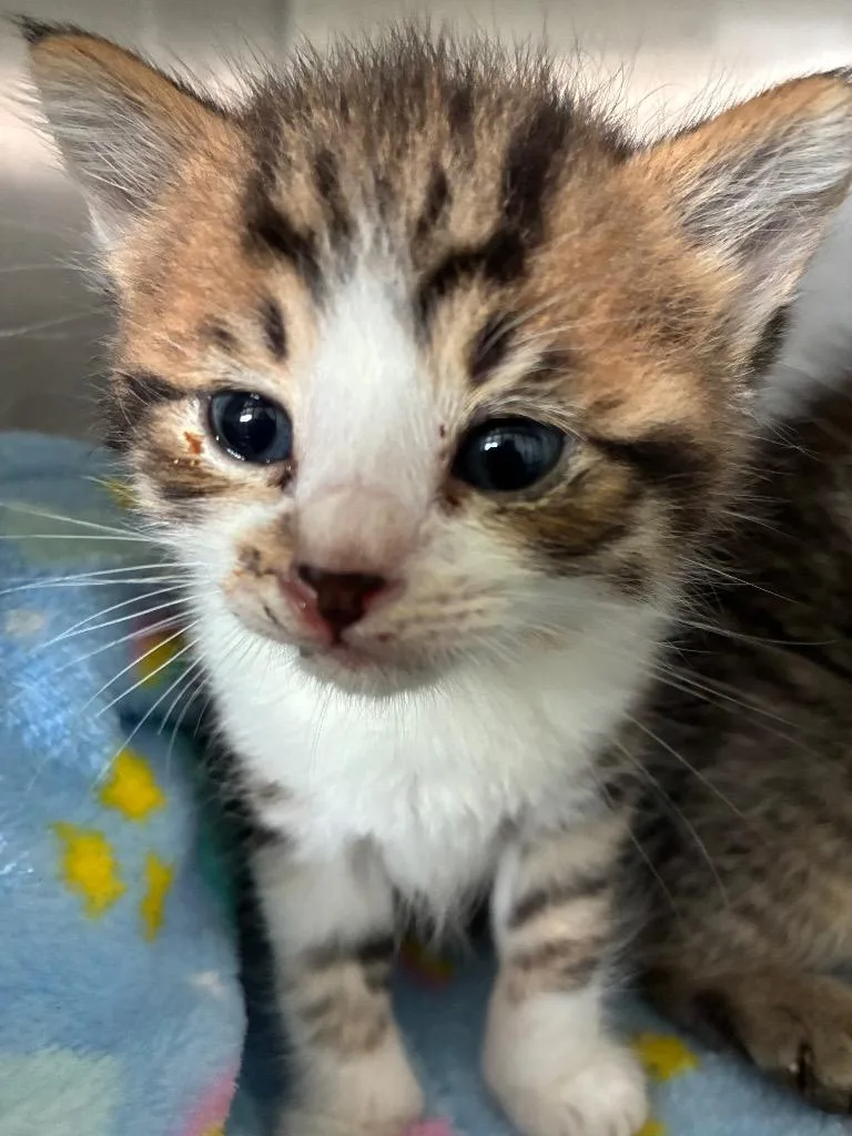 A baby small-sized male Domestic Short Hair cat named Marcel for adoption in Hartsville, SC