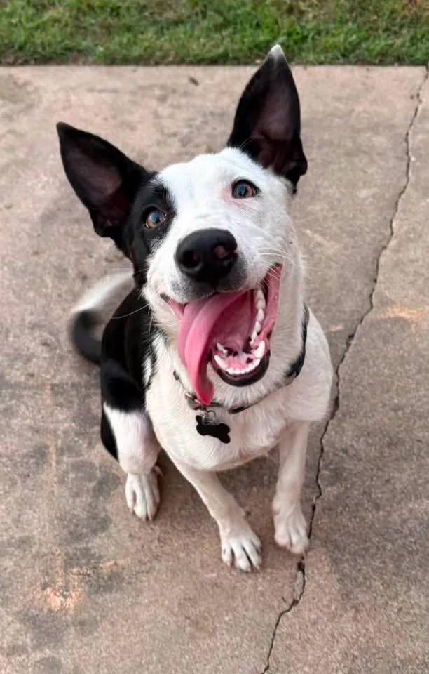 A young small-sized male Border Collie dog named Motor Oil for adoption in TULSA, OK