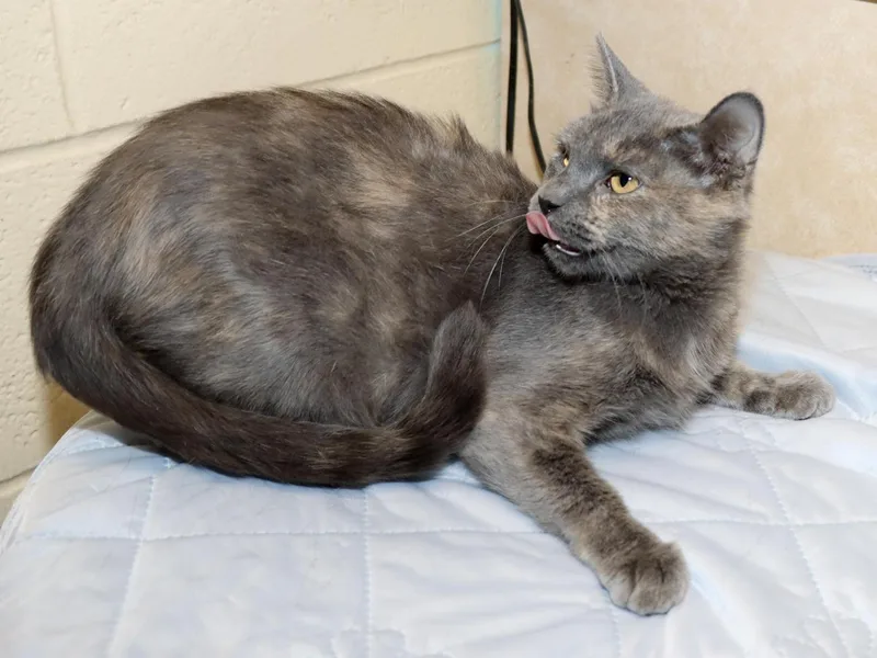 A young medium-sized female Dilute Tortoiseshell cat named Dolly for adoption in Euclid, OH