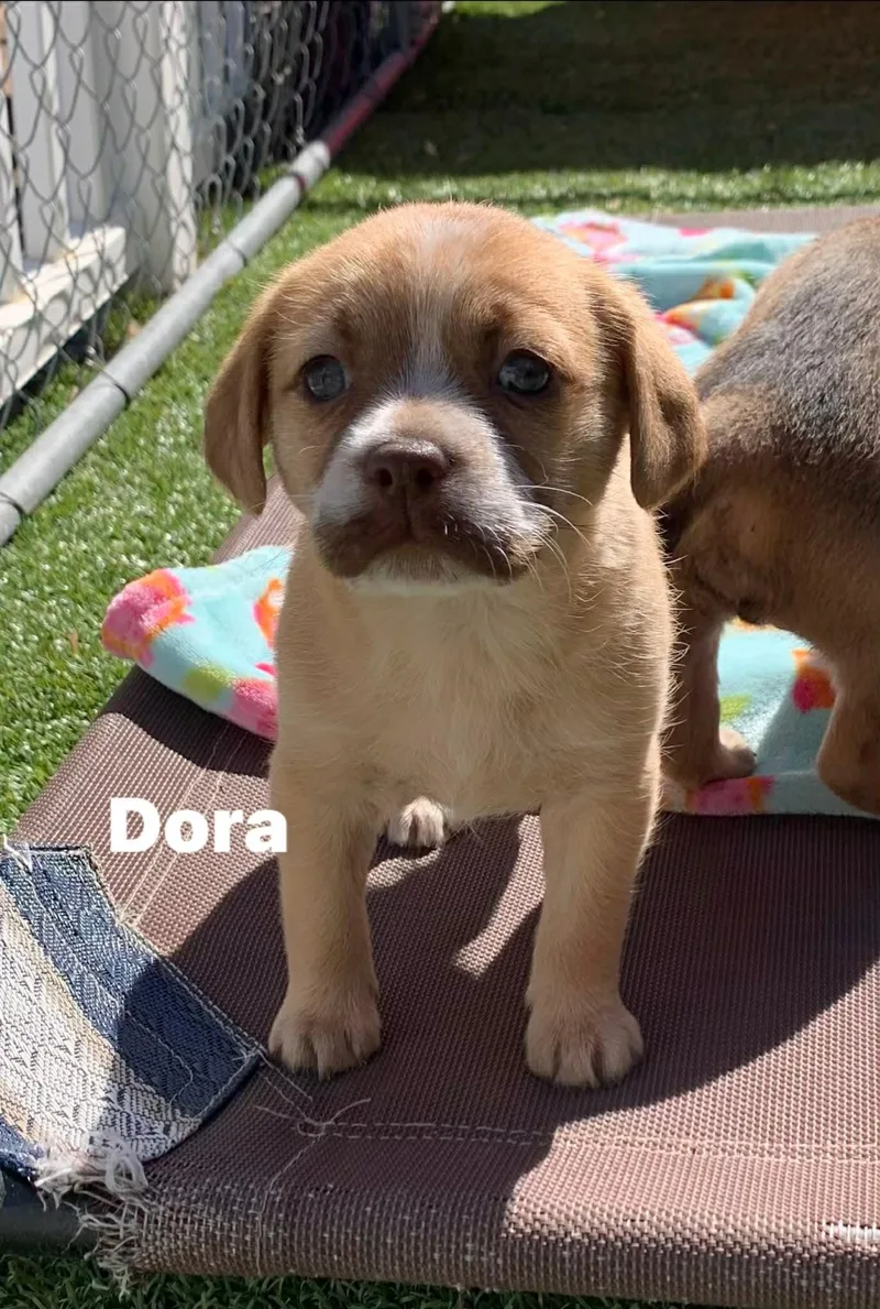 A baby small-sized female Yellow / Tan / Blond / Fawn Puggle dog named Dora for adoption in Douglas, MA