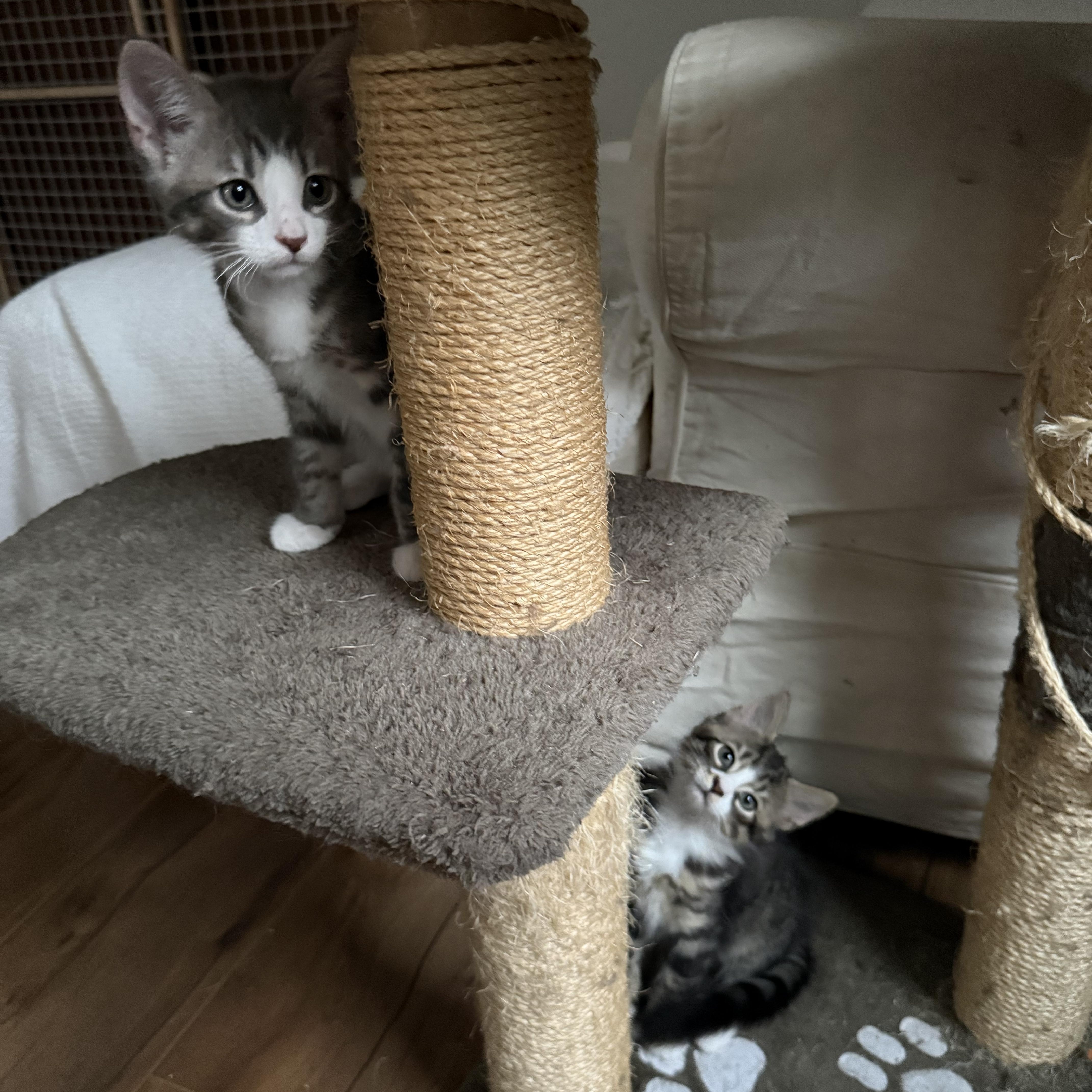 A baby small-sized male Gray & White Domestic Short Hair cat named Bestie Brothers Bobo And for adoption in Stamford, CT