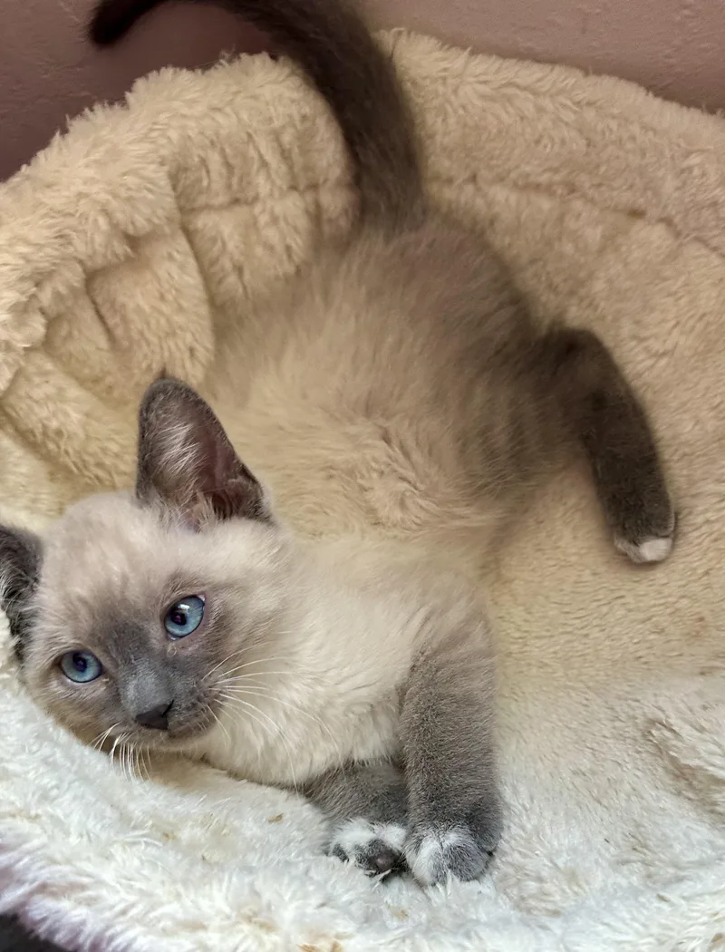 A young medium-sized male Siamese cat named Milo for adoption in Davis, CA