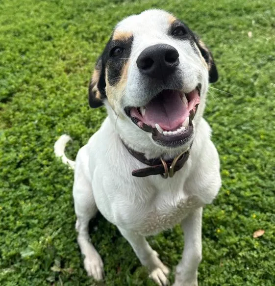 A young medium-sized female Rat Terrier dog named Patches for adoption in Krum, TX