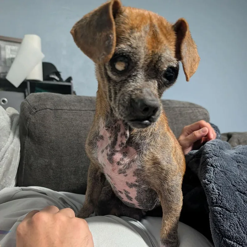 A senior small-sized male Chihuahua dog named Kevin for adoption in Farmersville, OH