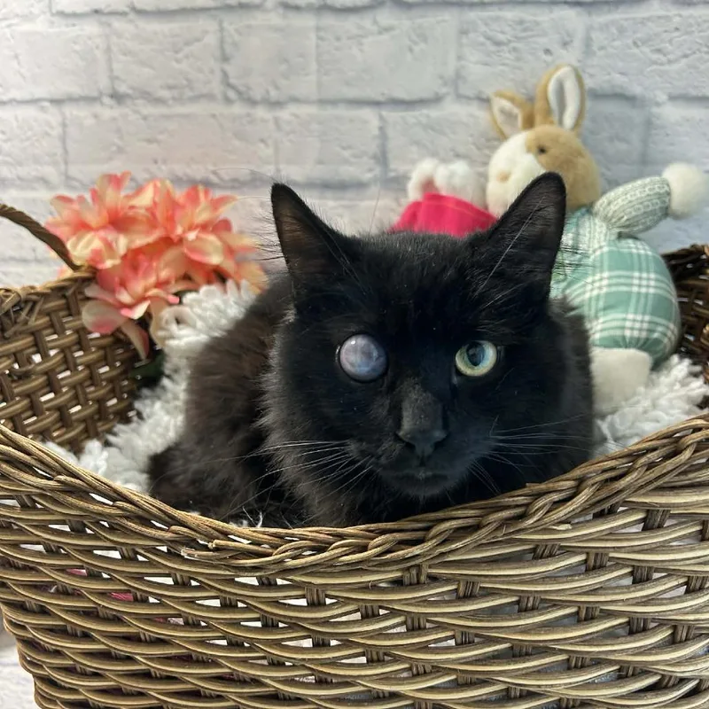 A young medium-sized male Black Domestic Medium Hair cat named Oho for adoption in Harrisonburg, VA