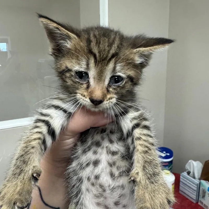 A baby small-sized male Brown / Chocolate Domestic Short Hair cat named Theo for adoption in Shelbyville, IL