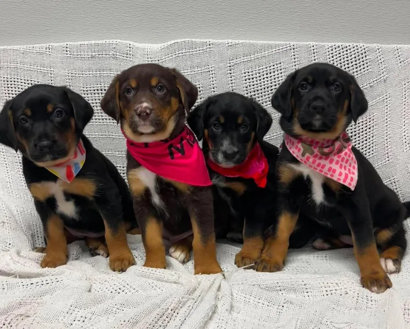 A baby medium-sized female Black Bloodhound dog named Eleanor for adoption in Maryville, MO