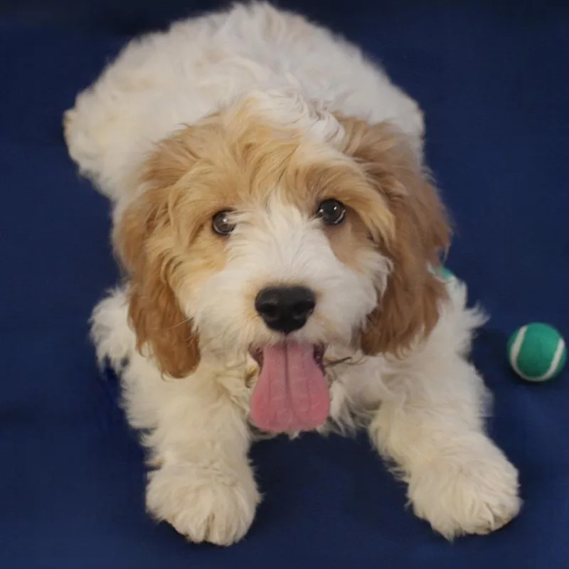A baby small-sized male Cocker Spaniel dog named Poppy for adoption in Cincinnati, OH