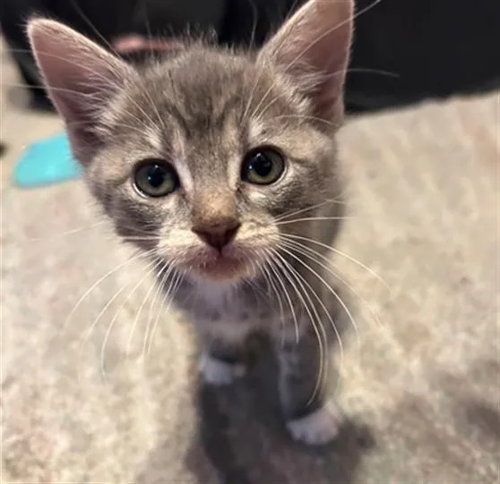 A baby small-sized female Domestic Short Hair cat named Brisket for adoption in Tustin, CA
