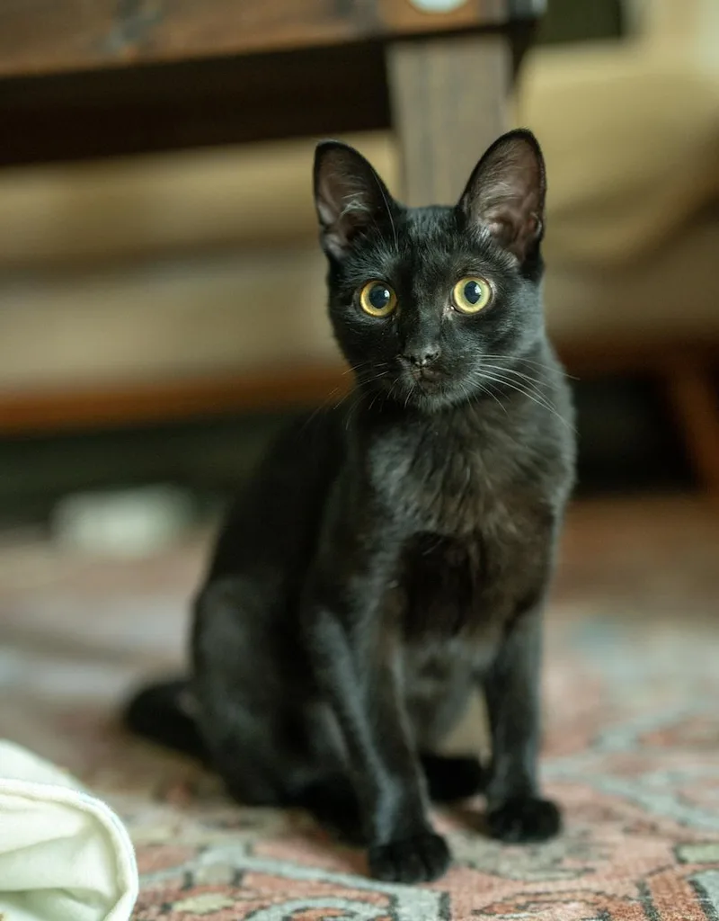 A baby small-sized female Black Domestic Short Hair cat named Tsistu for adoption in Asheville, NC