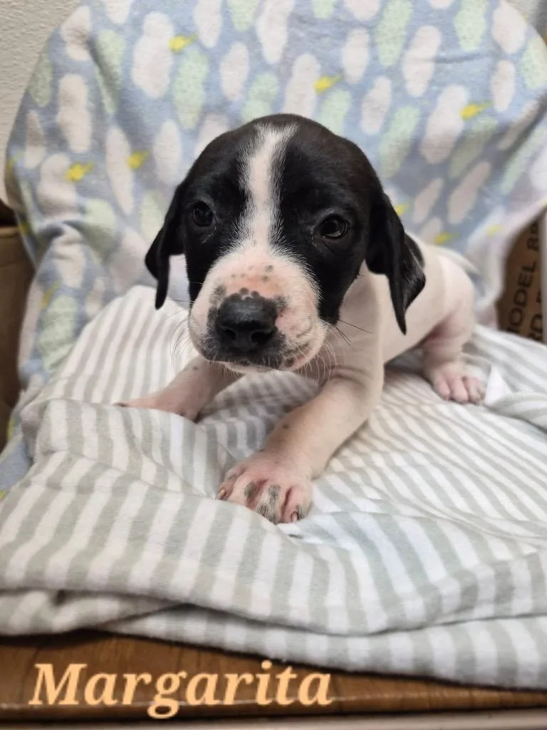 A baby large-sized female English Pointer dog named Margarita for adoption in Clinton, SC