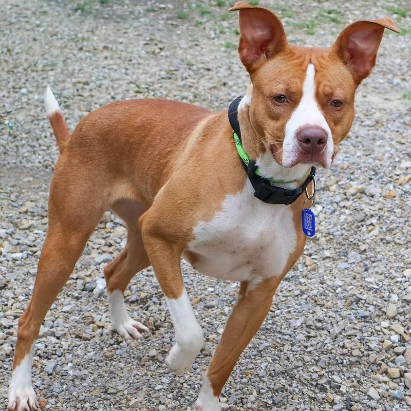 An adult medium-sized female Golden Boxer dog named Gracie for adoption in Hollister, MO