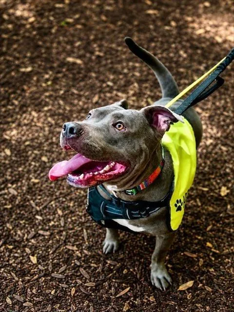 An adult medium-sized male Pit Bull Terrier dog named Jeff for adoption in Charlotte, NC