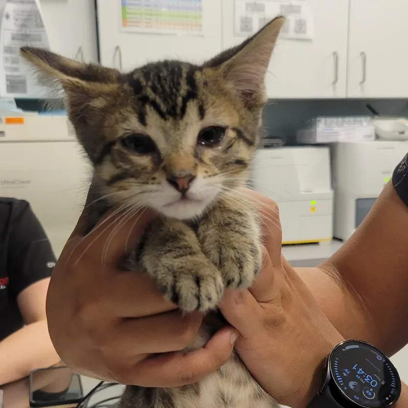 A baby small-sized male Brown / Chocolate Domestic Short Hair cat named Macinstosh for adoption in Wheeling, IL