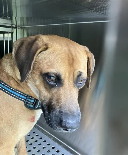 A young large-sized male Mixed Breed dog named Oliy for adoption in Dallas, TX
