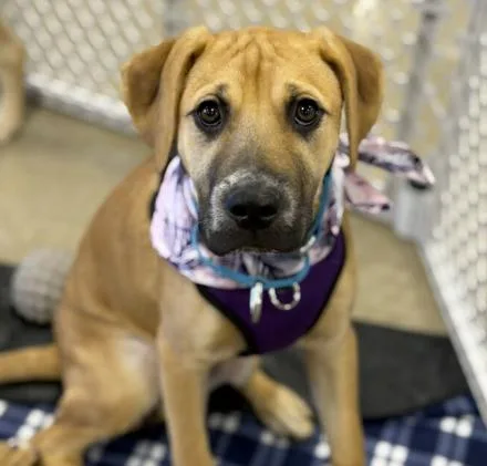 A baby large-sized female Brown / Chocolate Boxer dog named Honeyberry for adoption in Naperville, IL