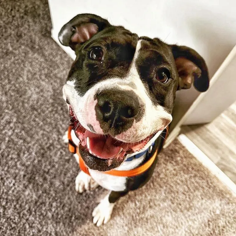 An adult medium-sized female Black Pit Bull Terrier dog named Annie for adoption in Philadelphia, PA