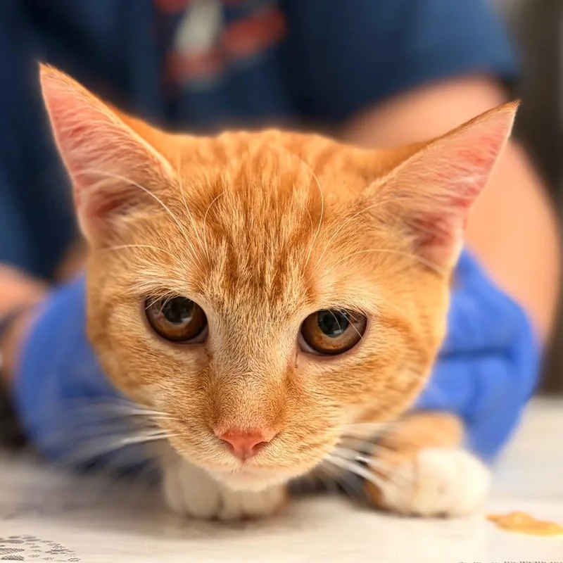 A young medium-sized female Orange / Red Domestic Short Hair cat named Darla for adoption in Birdsboro, PA