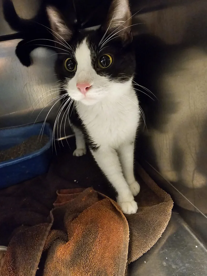 A young small-sized female Domestic Short Hair cat named Iris for adoption in Burlington, IA