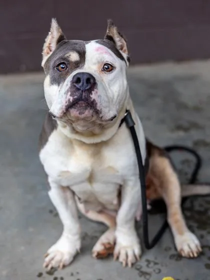An adult large-sized female Mixed Breed dog named Electrolyte for adoption in Chamblee, GA