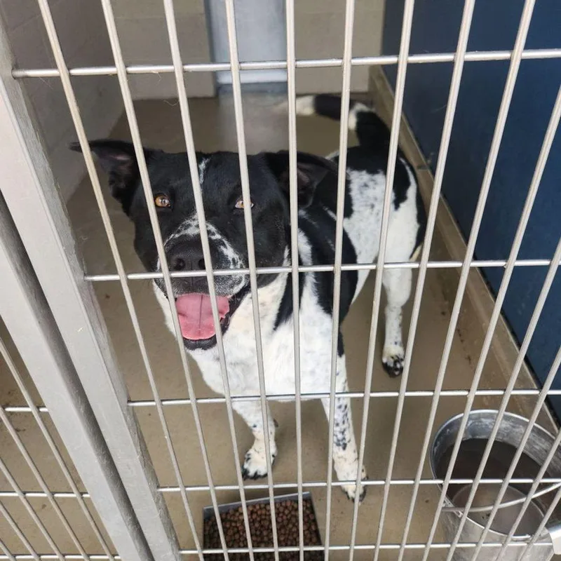 An adult large-sized male Black Australian Cattle Dog / Blue Heeler named Ferris for adoption in Kingman, AZ