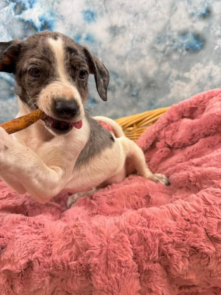 A baby medium-sized female Mixed Breed dog named Postal for adoption in Fond Du Lac, WI