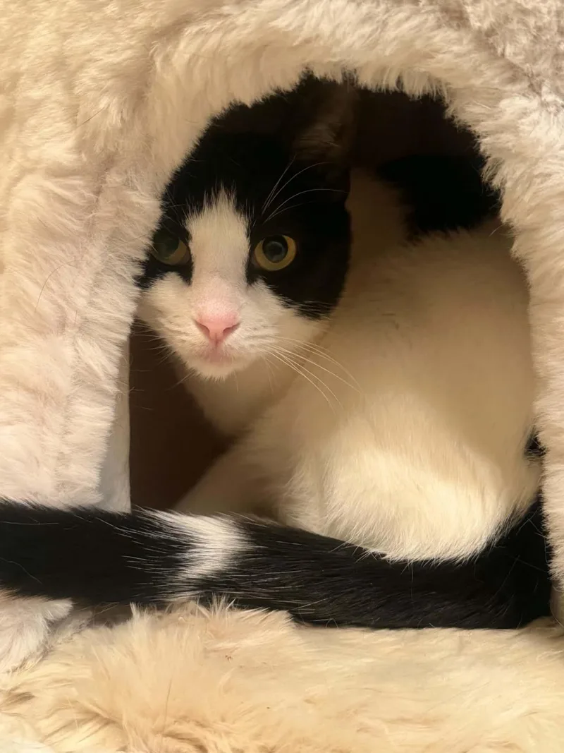 An adult medium-sized female Domestic Short Hair cat named Milk Shake for adoption in Chandler, AZ