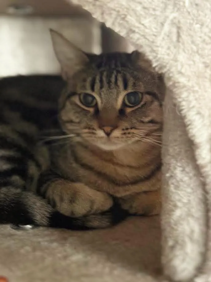 A young medium-sized male Tabby (Gray / Blue / Silver) Tabby cat named Bob for adoption in Carson City, NV