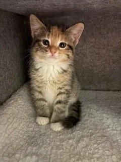 A baby medium-sized female Calico Domestic Short Hair cat named Aria for adoption in Mason City, IA