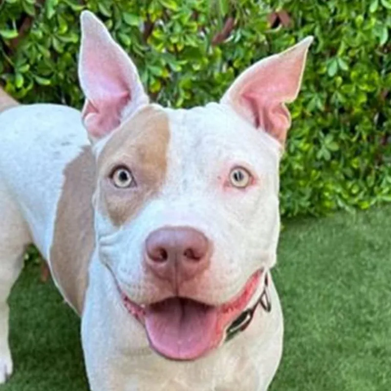 An adult small-sized female White / Cream Mixed Breed dog named Brynn for adoption in Bangall, NY