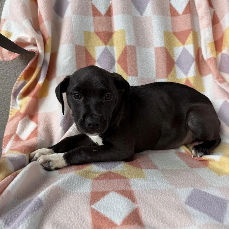 A baby small-sized female Black Labrador Retriever dog named Denim Skirt for adoption in Carencro, LA