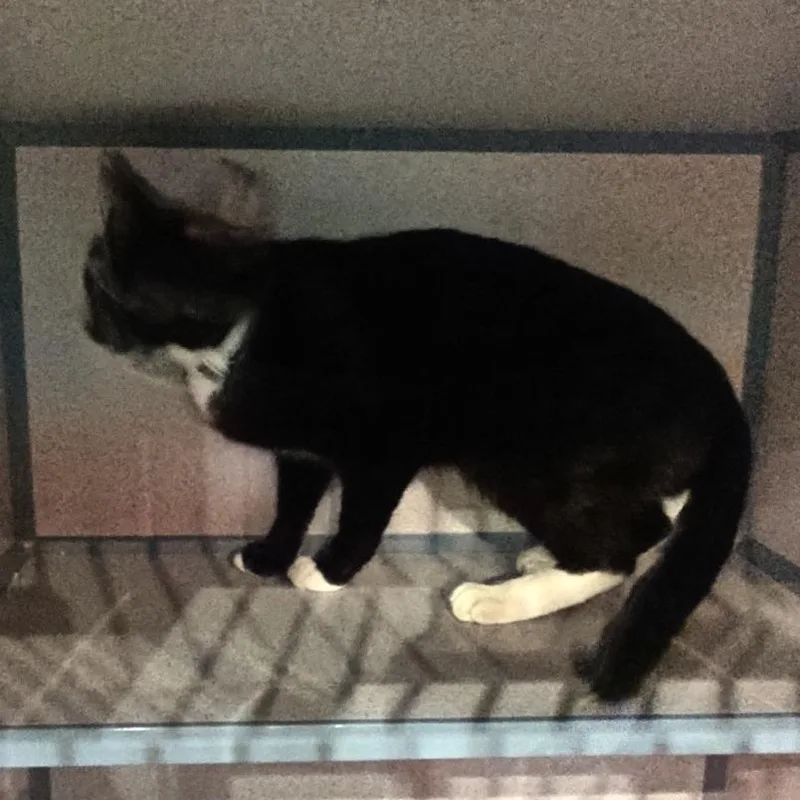 An adult medium-sized female Black Domestic Short Hair cat named Twilight for adoption in San Gabriel, CA