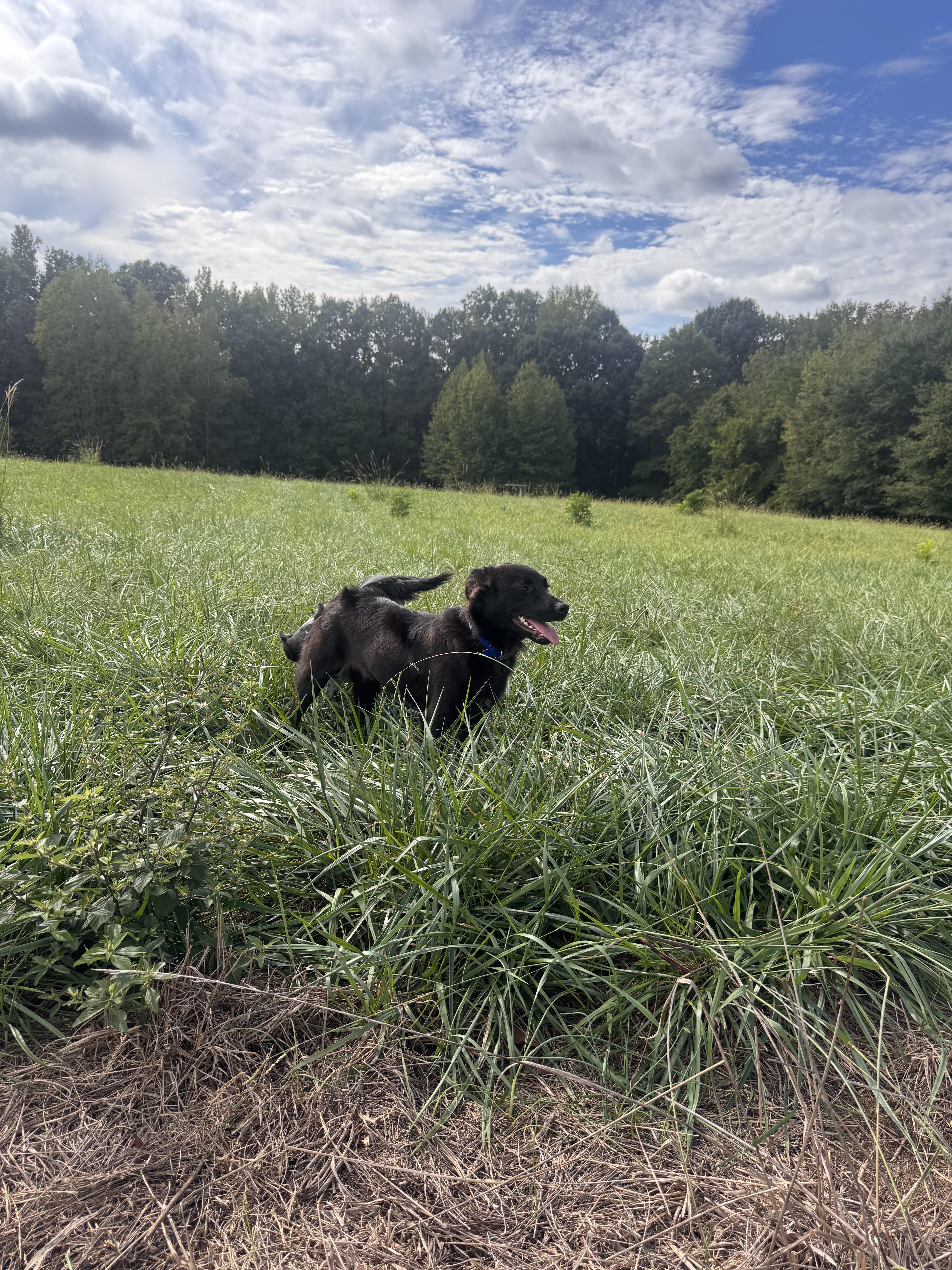 A young medium-sized male Border Collie dog named Cinch for adoption in polkton, NC
