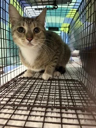 An adult medium-sized female Domestic Short Hair cat named Trisha for adoption in Palm Coast, FL