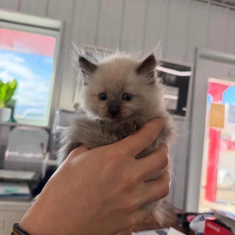 A baby small-sized male Brown / Chocolate Domestic Long Hair cat named Flik for adoption in Spanish Fork, UT
