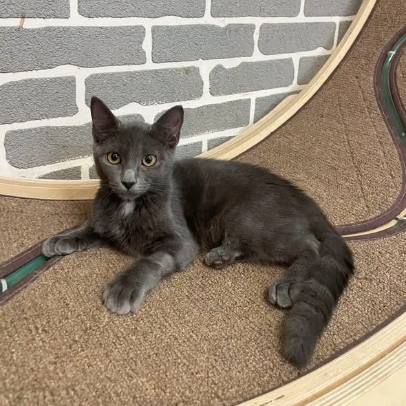 A baby medium-sized female Gray & White Domestic Short Hair cat named Church at Fat Cat for adoption in Tallahassee, FL