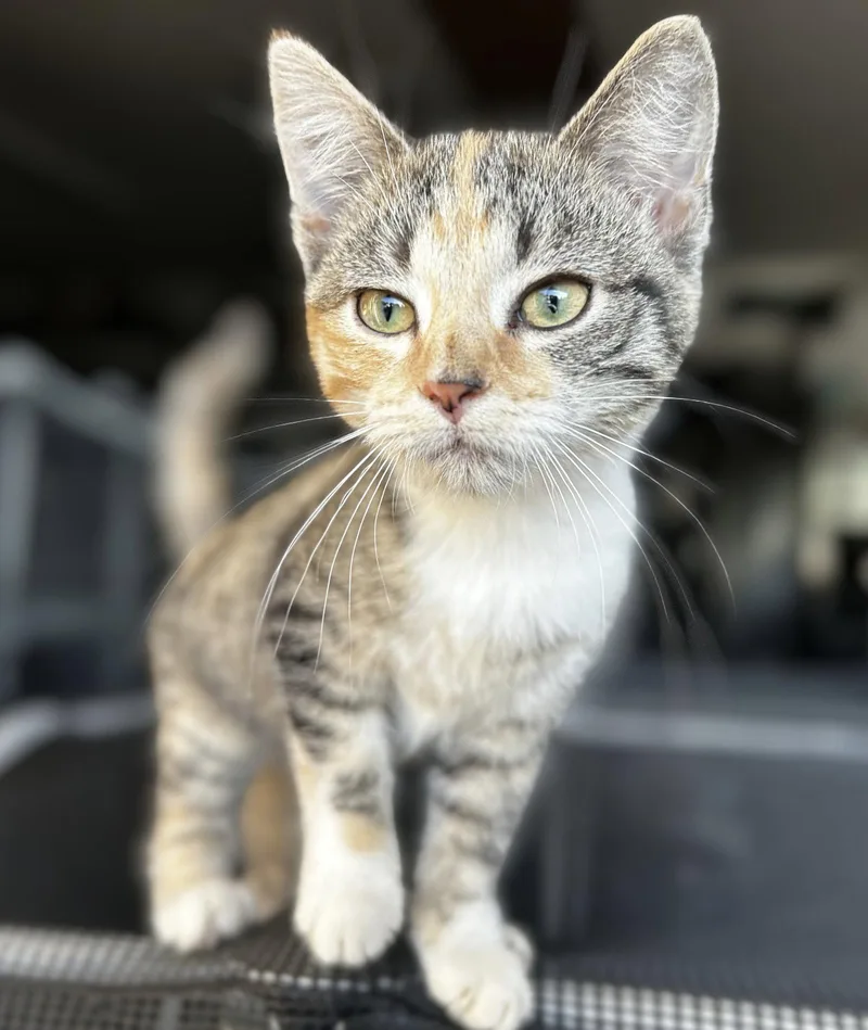A young medium-sized female Domestic Short Hair cat named Ivy for adoption in Elkins, WV