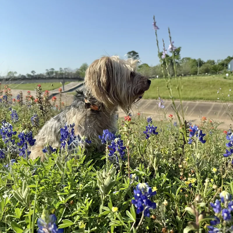 Lollipop thumbnail 2