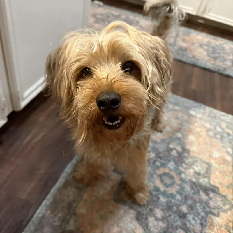 Lollipop thumbnail 3