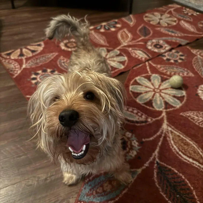 Lollipop thumbnail 5