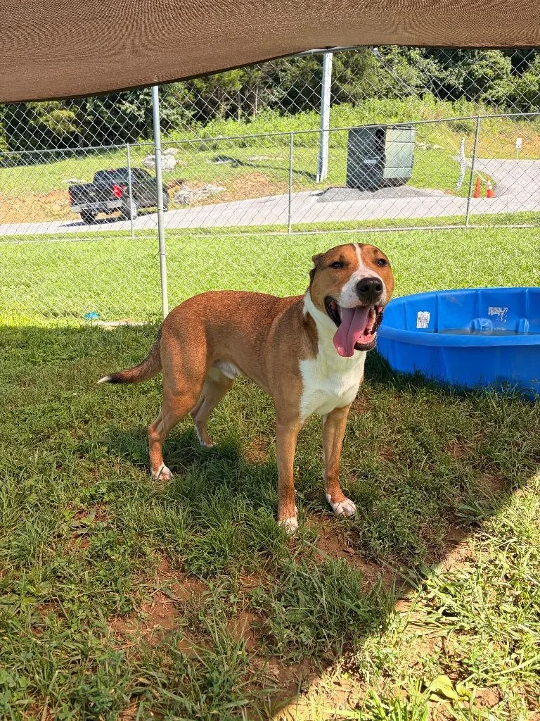 Cucumber aka Titan