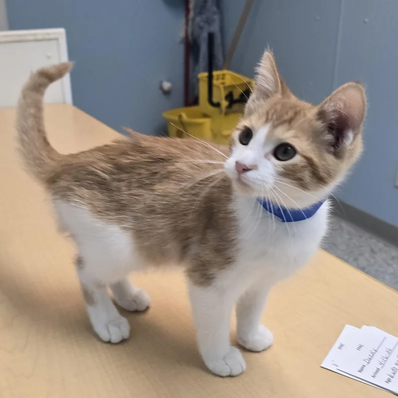 A baby medium-sized male Orange & White Domestic Short Hair cat named Otis for adoption in Farmington, MO